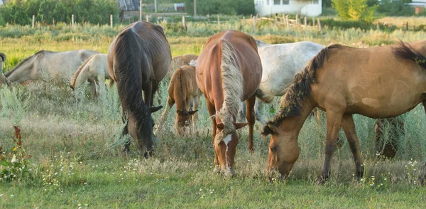 Paarden op groene weide — Stok fotoğraf