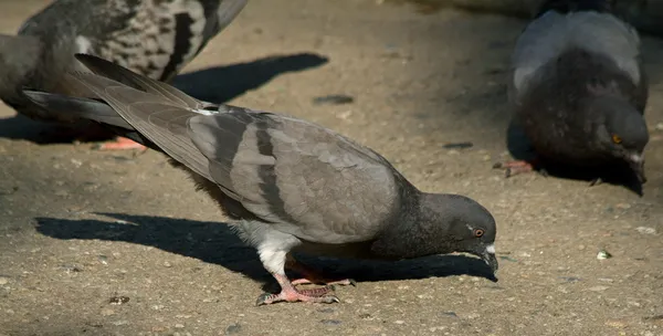 PIGEONS และ — ภาพถ่ายสต็อก