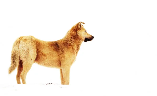 Kırmızı köpek — Stok fotoğraf