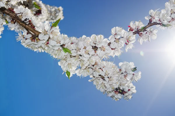 Flowering apricots — Stock Photo, Image