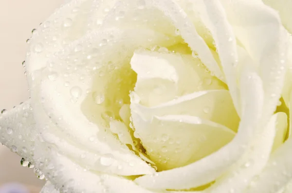 White rose — Stock Photo, Image