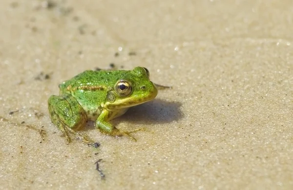 Frosch Stockbild