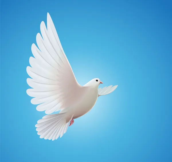 White dove — Stock Photo, Image