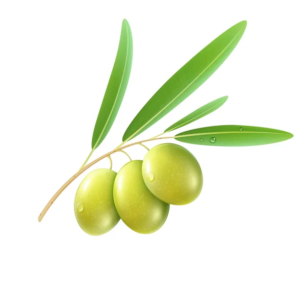 Groene olijven — Stockvector