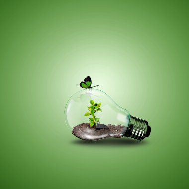 Elektrik ampulü ve bitki içine