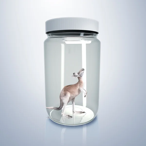 Bir cam kavanoz içinde kanguru — Stok fotoğraf