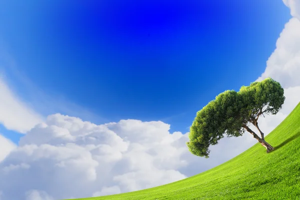 Grönt fält och sol himmel — Stockfoto