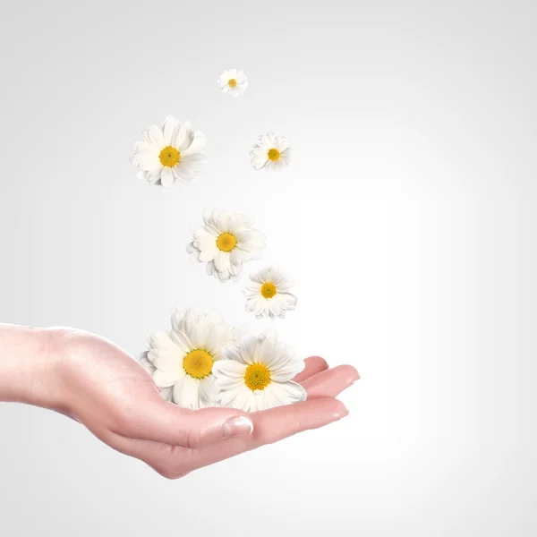 Camomile flower on white background — Stock Photo, Image