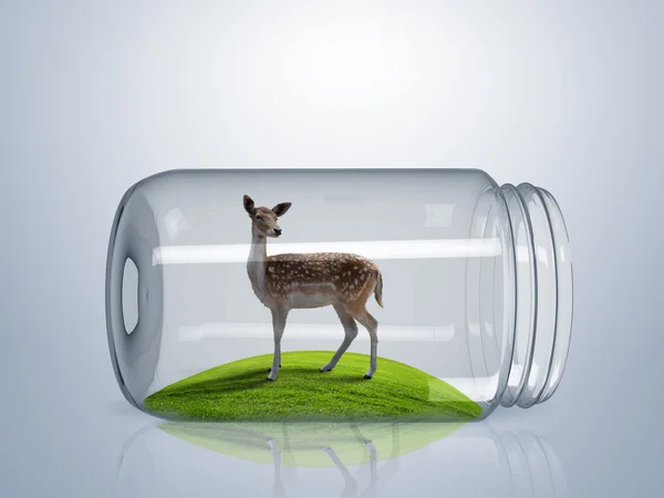 Cerf sauvage dans un bocal en verre — Photo