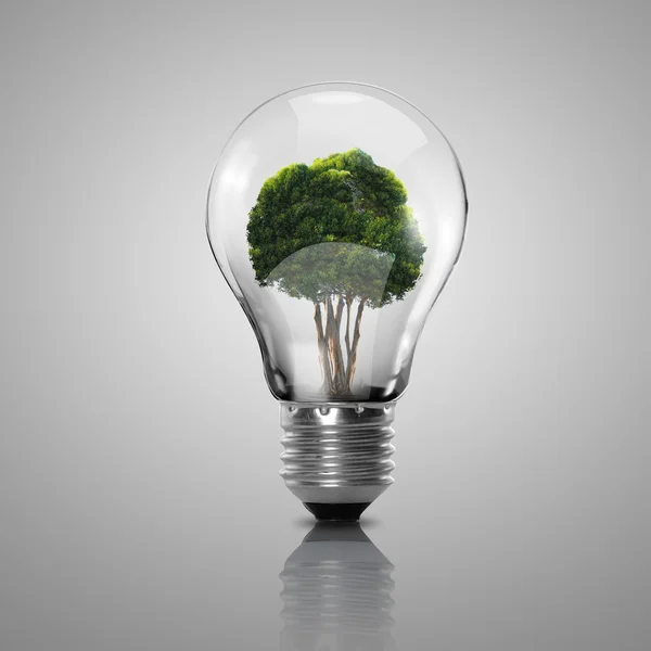 Elektrische gloeilamp en een plant binnen het — Stockfoto