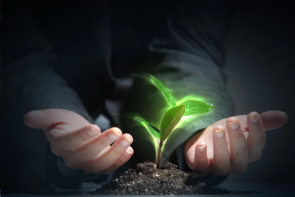 Proceso de vida vegetal joven —  Fotos de Stock