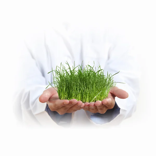 Hands and plant — Stock Photo, Image