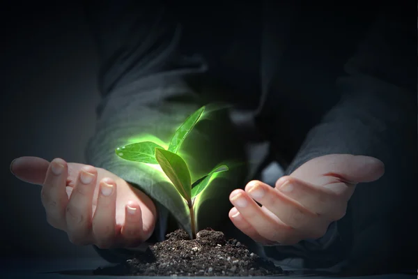 Proceso de vida vegetal joven —  Fotos de Stock