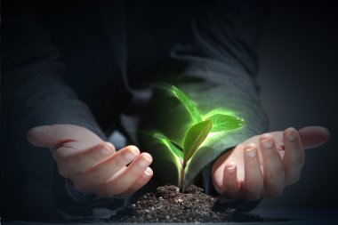 genç bitki yaşam süreci