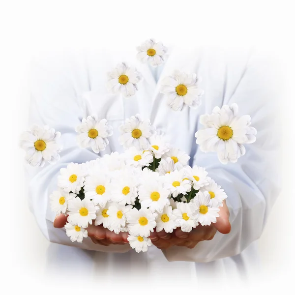 カミツレの花 — ストック写真
