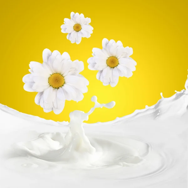 Fresh milk with camomile — Stock Photo, Image