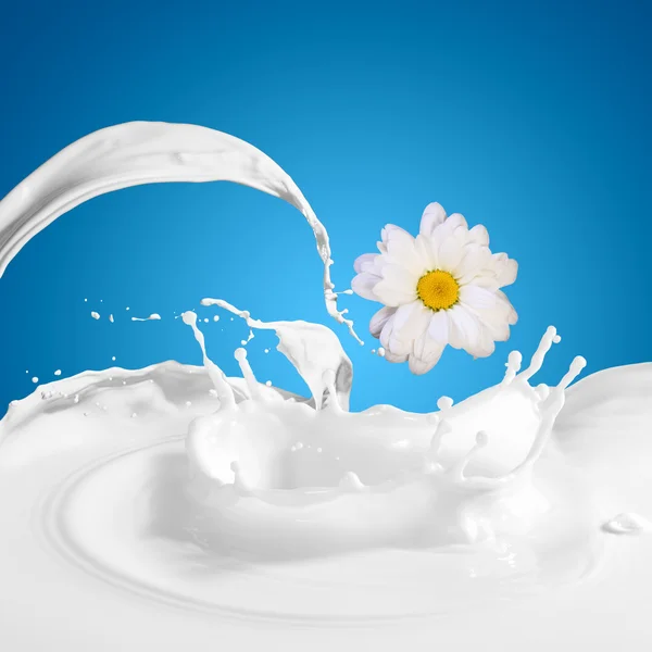 Čerstvé mléko s heřmánkem — Stock fotografie