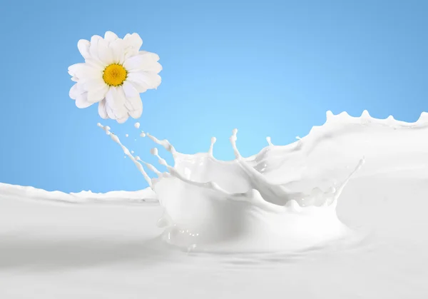 Latte fresco con camomilla — Foto Stock
