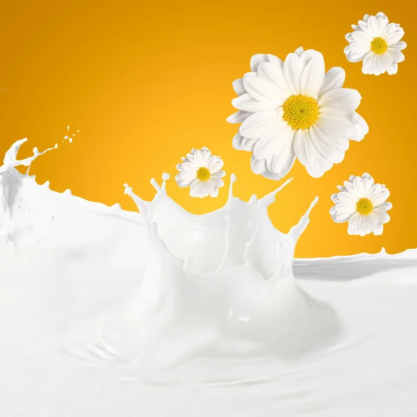 Fresh milk with camomile — Stock Photo, Image