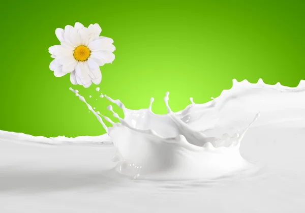 Färsk mjölk med camomile — Stockfoto