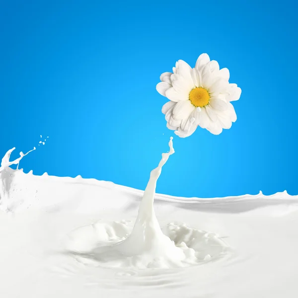 Fresh milk with camomile — Stock Photo, Image