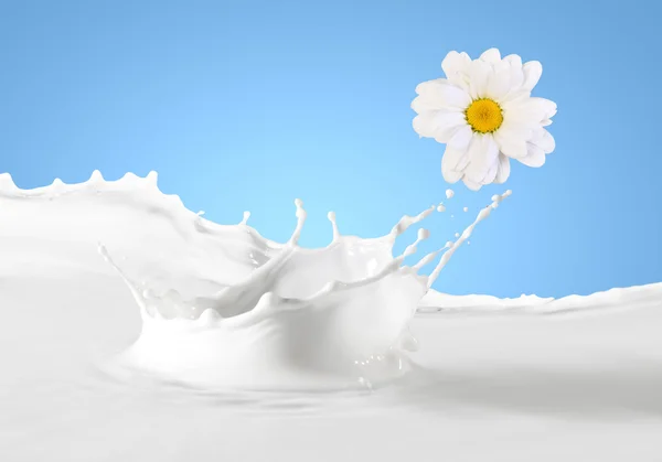 Свежее молоко с ромашкой — стоковое фото