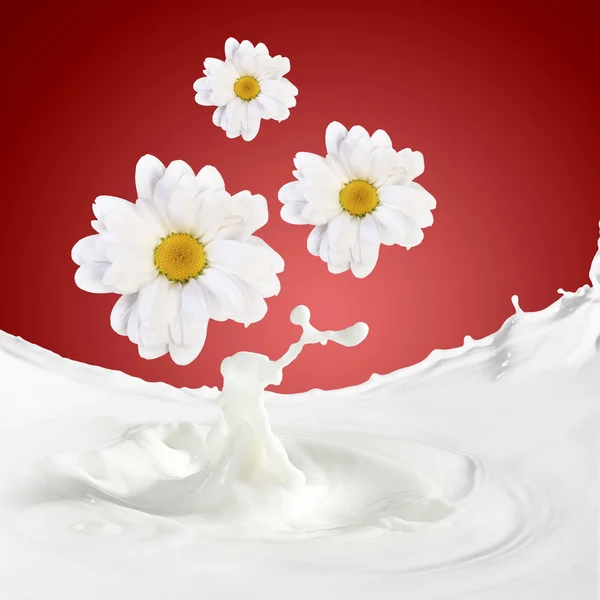 Papatya ile taze süt — Stok fotoğraf