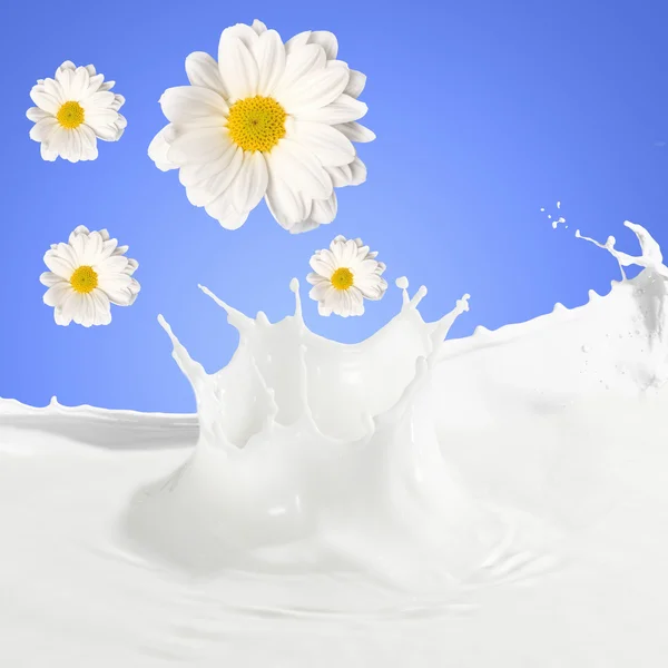 Čerstvé mléko s heřmánkem — Stock fotografie