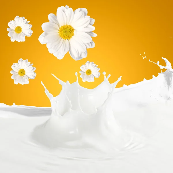 新鲜的牛奶与甘菊 — 图库照片