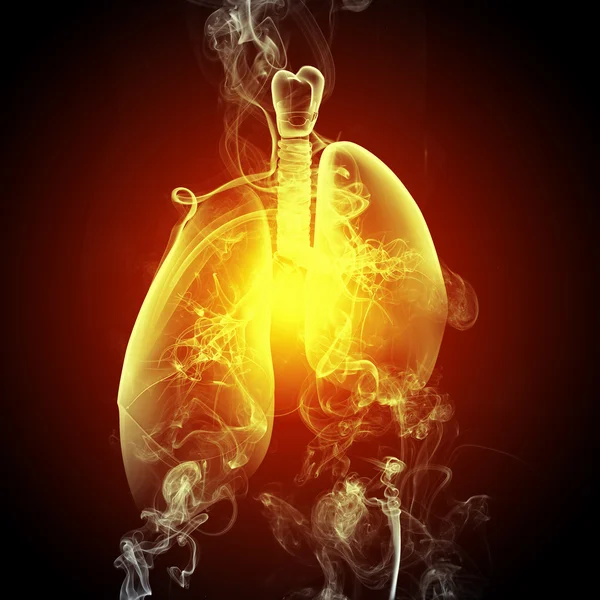 Ilustración esquemática de pulmones humanos —  Fotos de Stock