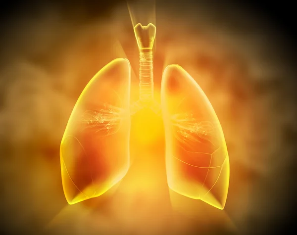 Schematische illustratie van menselijke longen — Stockfoto