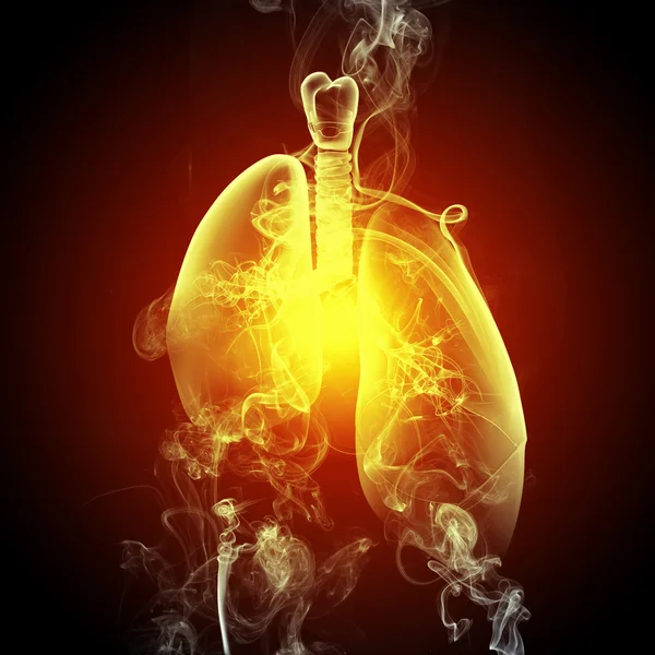 Schematic illustration of human lungs — Stock Photo, Image