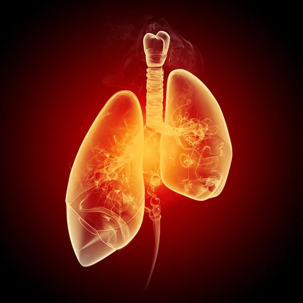 Schematic illustration of human lungs — Stock Photo, Image