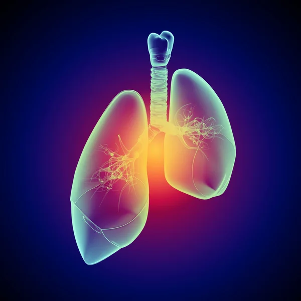 Schematic illustration of human lungs — Stock Photo, Image