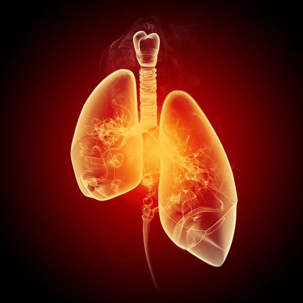 Schematic illustration of human lungs — Stock Photo, Image