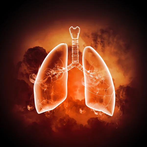Illustrazione schematica dei polmoni umani — Foto Stock