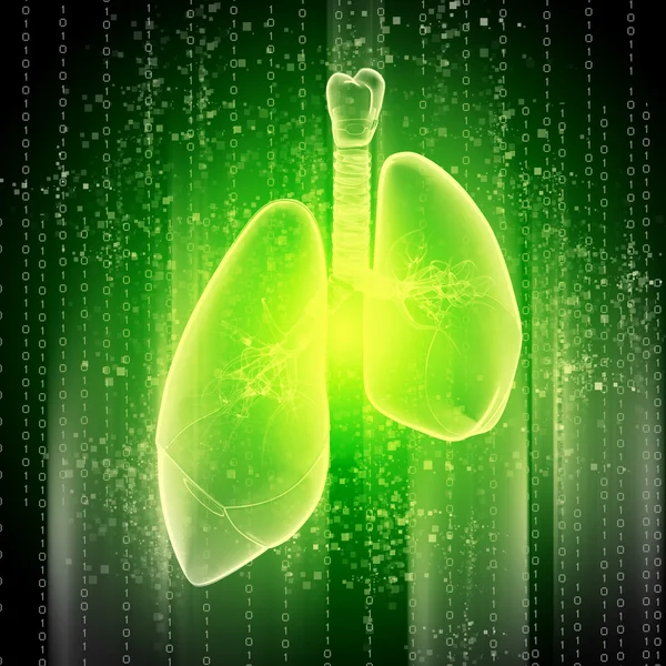 Ilustración esquemática de pulmones humanos —  Fotos de Stock