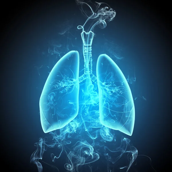 人間の肺の模式図 — ストック写真