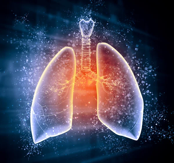 人間の肺の模式図 — ストック写真