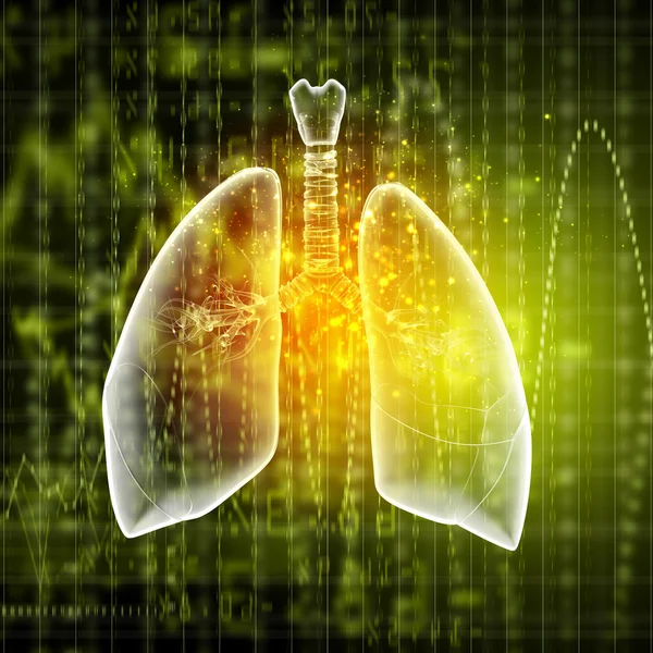 Schematic illustration of human lungs — Stock Photo, Image