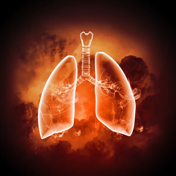 Illustrazione schematica dei polmoni umani — Foto Stock