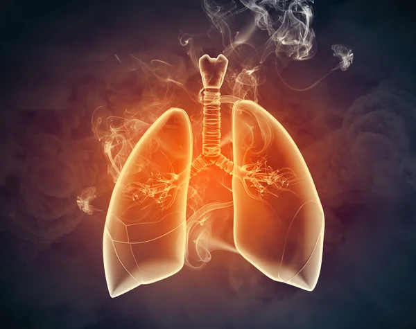 Schematic illustration of human lungs — Stock Photo, Image