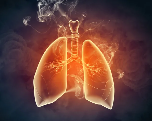 Ilustración esquemática de pulmones humanos —  Fotos de Stock