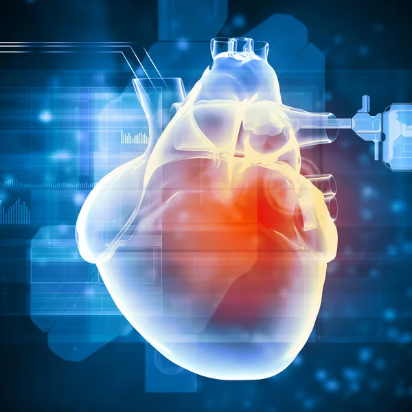 Human heart beats — Stock Photo, Image