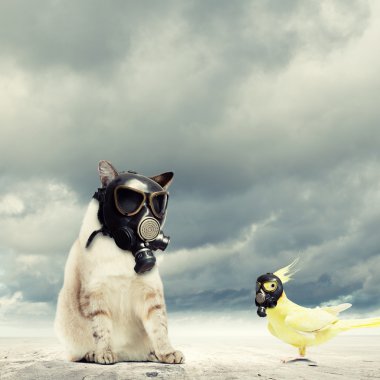 kedi ve gaz maskeleri de papağan