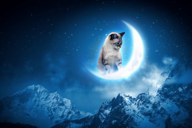 kedi yakalama moon