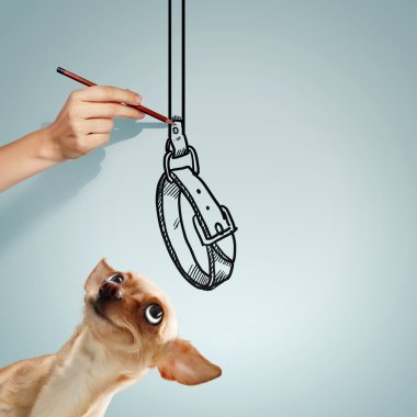 küçük komik köpek