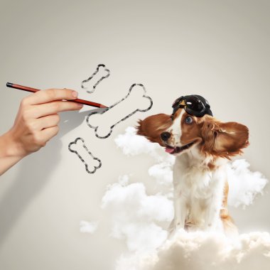 komik spaniel köpek