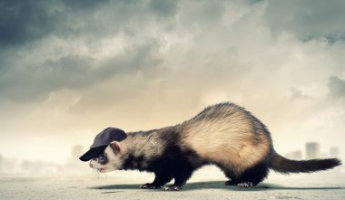Funny ferret in hat clipart