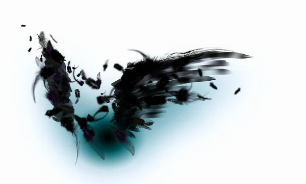 검은 날개 — 스톡 사진